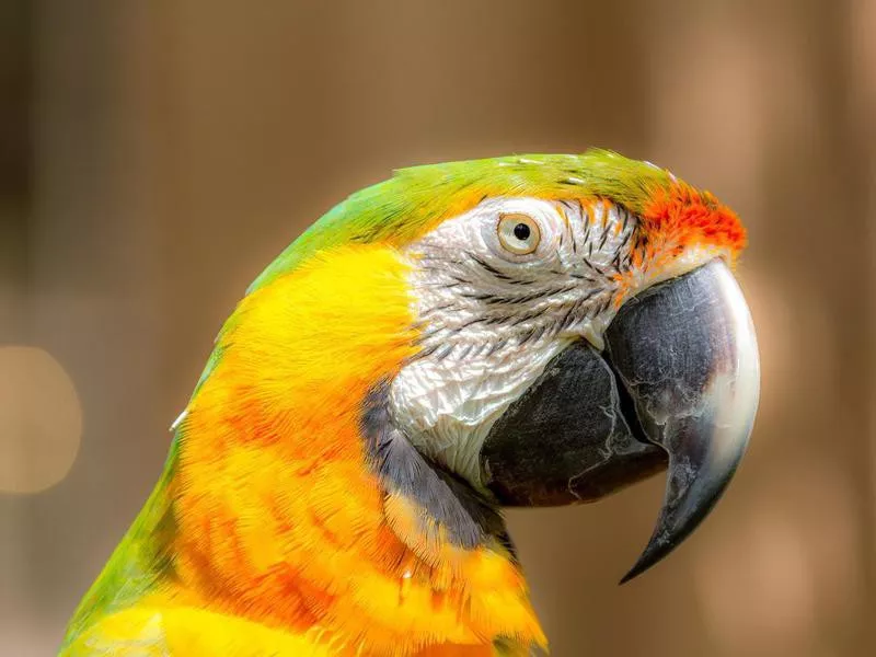 Catalina Macaw