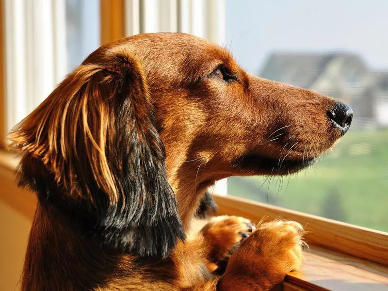 Brown miniature dachshund looking out a window