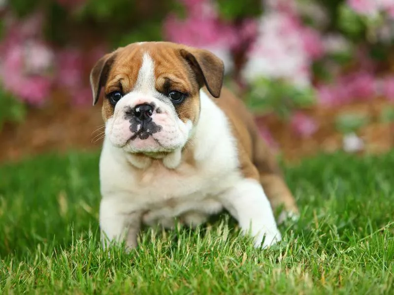 English Bulldog