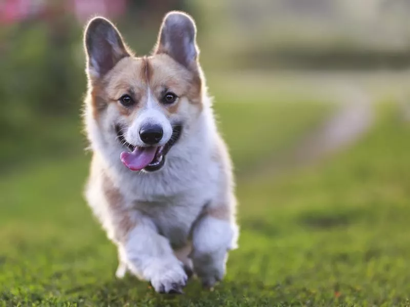 Corgi