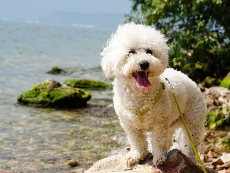 Smiling bichon