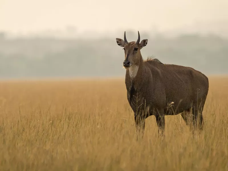 Adult male nilgai or blue bull or Boselaphus tragocamelus a Largest Asian antelope side profile in open field or grassland in golden hour light at forest of central india