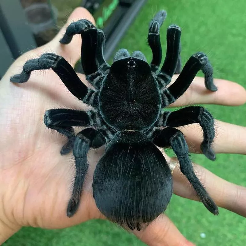 Pet tarantula