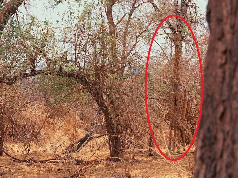 Giraffe in the forest