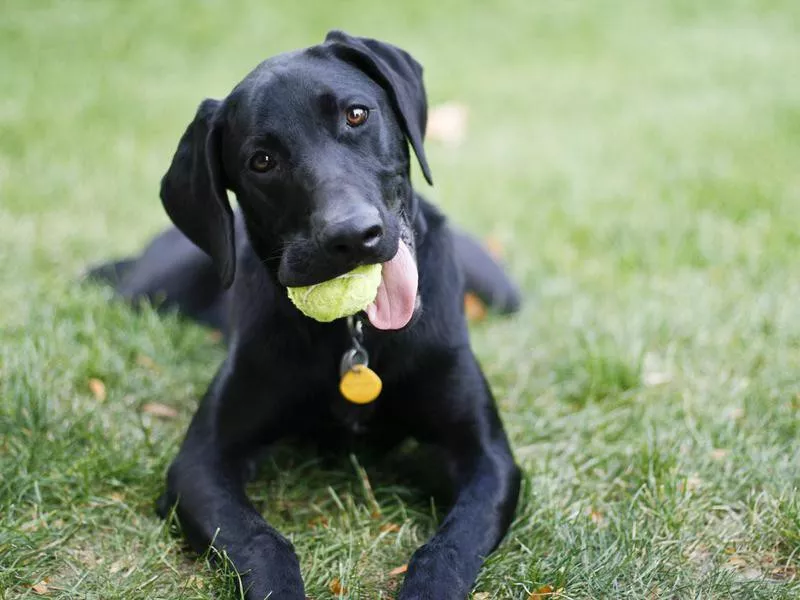 Labrador Retriever