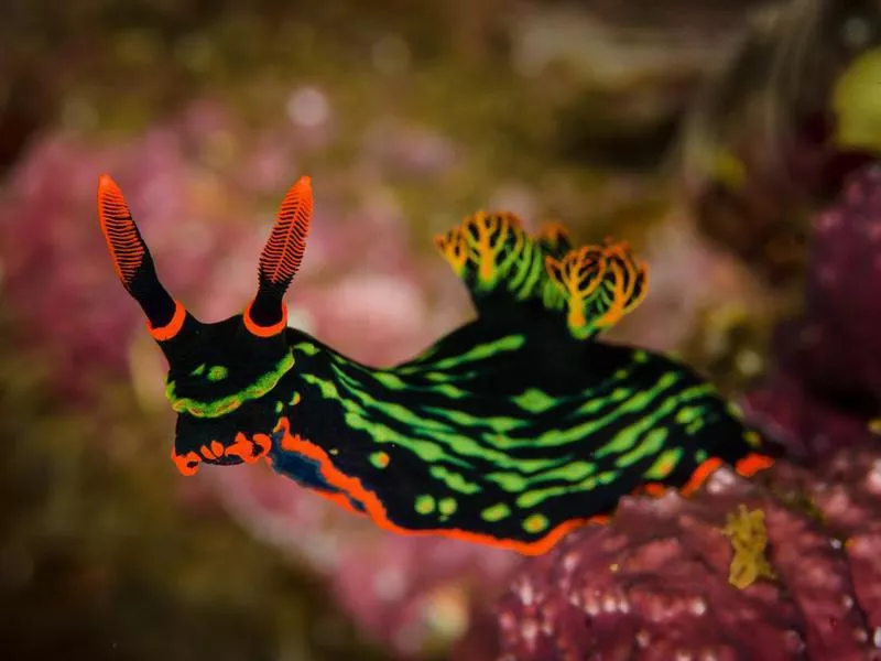 Nudibranch