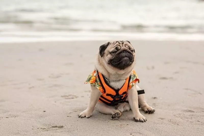 pug on beach