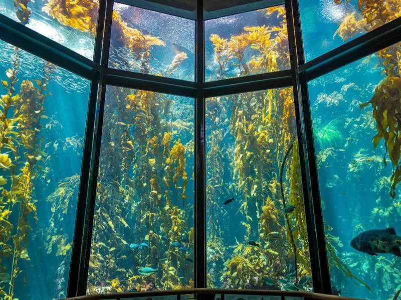 Monterey Bay Aquarium