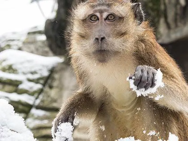 Monkey at the Basel Zoo