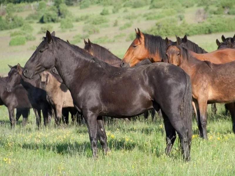 Bosnian Mountain Horse