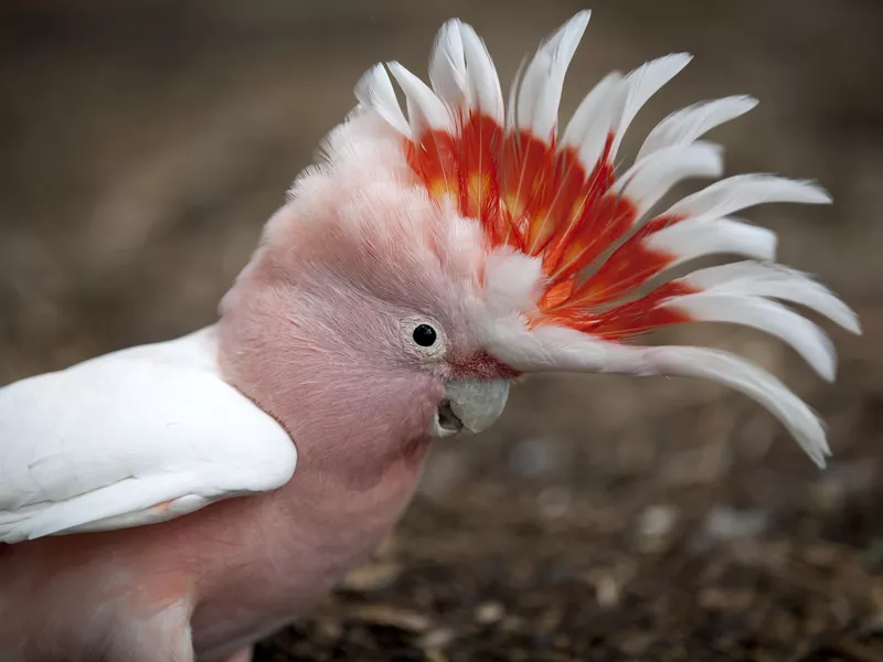 Major Mitchell Cockatoo