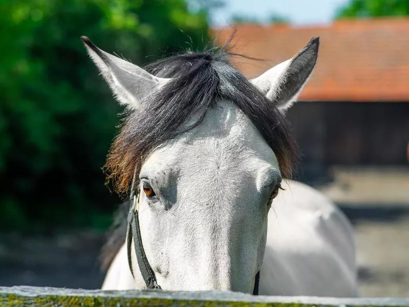 Close-up of white horse