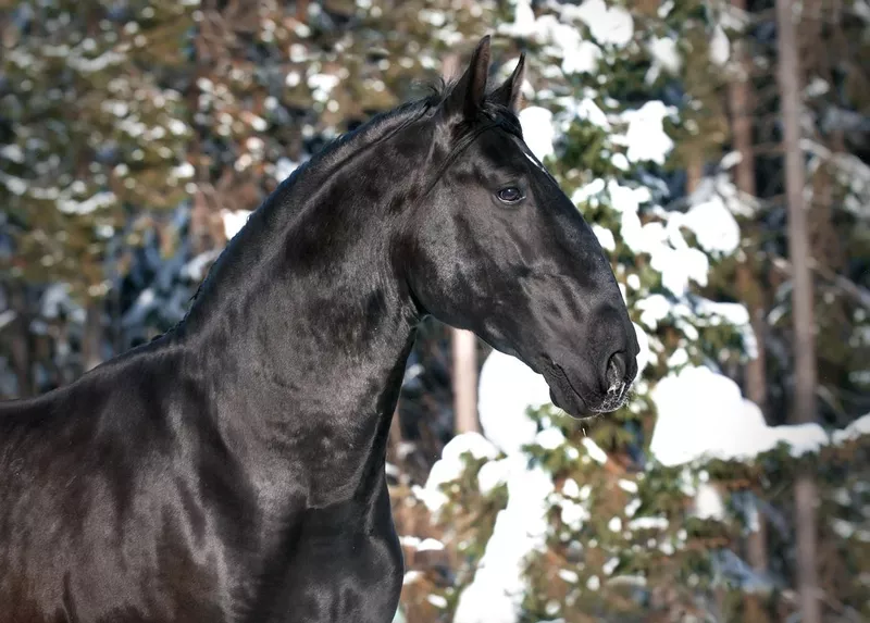 Black Kladruber horse