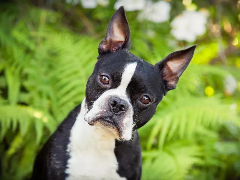 Boston Terrier