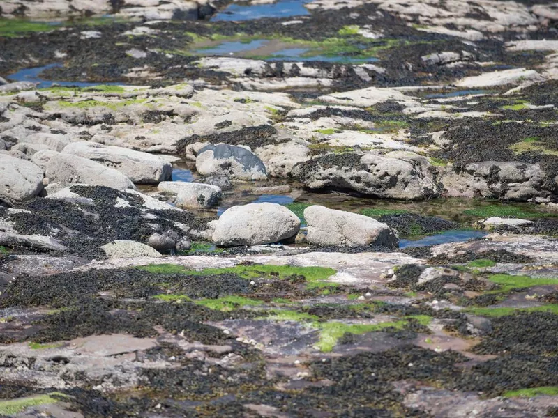 Camouflaged duck family, Northumberland UK