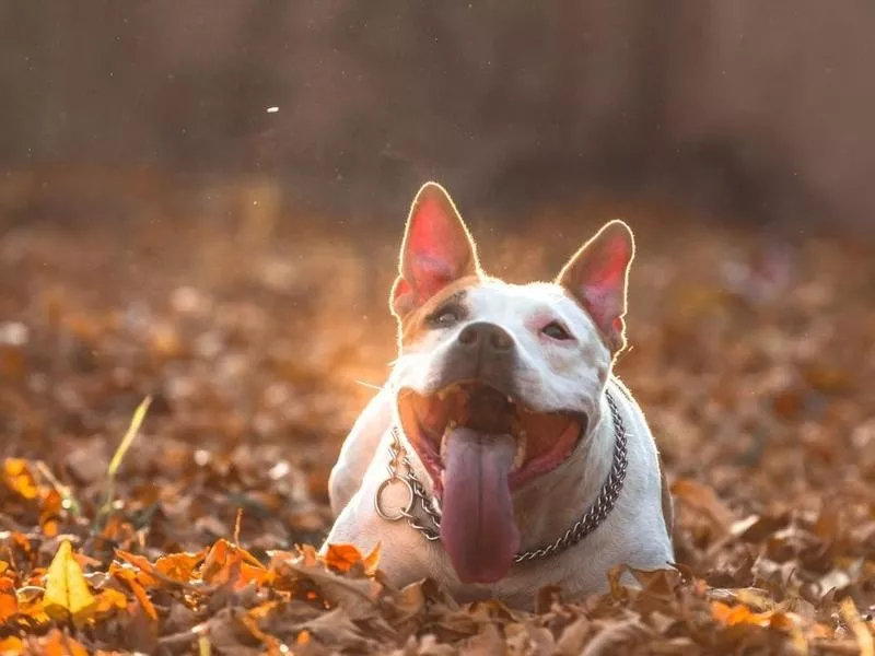 American Staffordshire Terrier