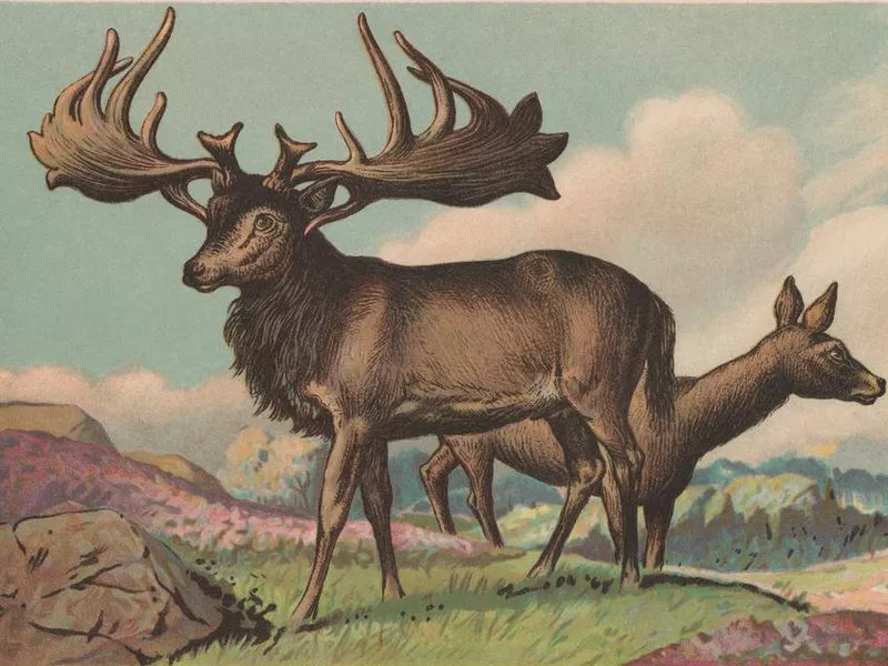 Irish elk (Megaloceros giganteus), extinct, chromolithograph, published in 1900