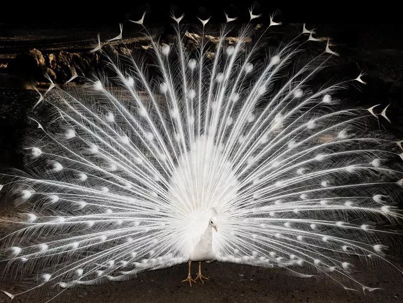 30. White Peacock