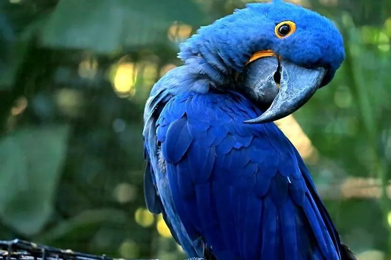 Hyacinth Macaw