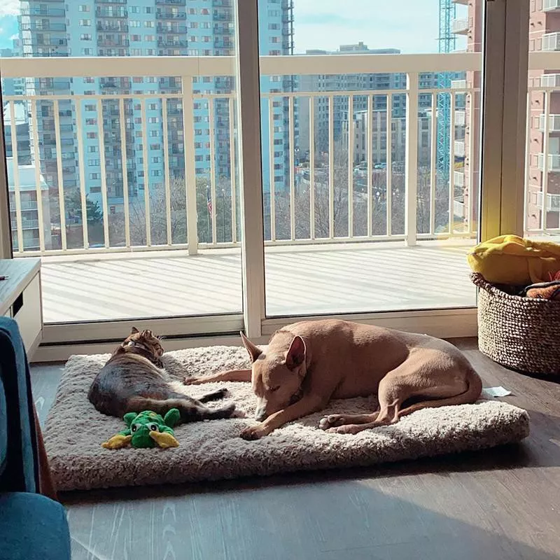 Napping dog and cat