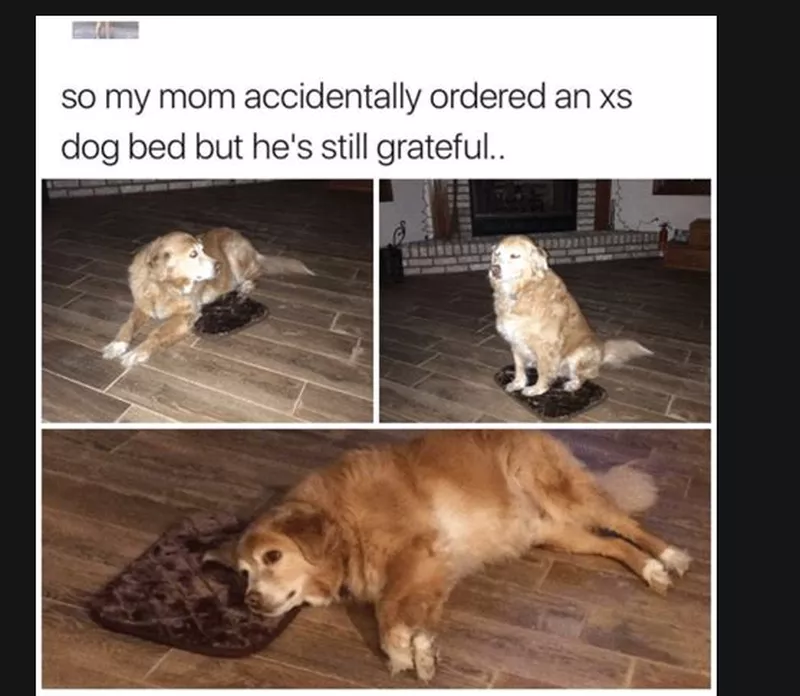 Dog grateful for extra small dog bed