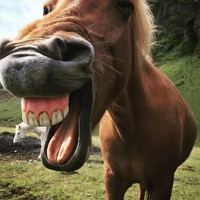 Horse Smiling Up Close