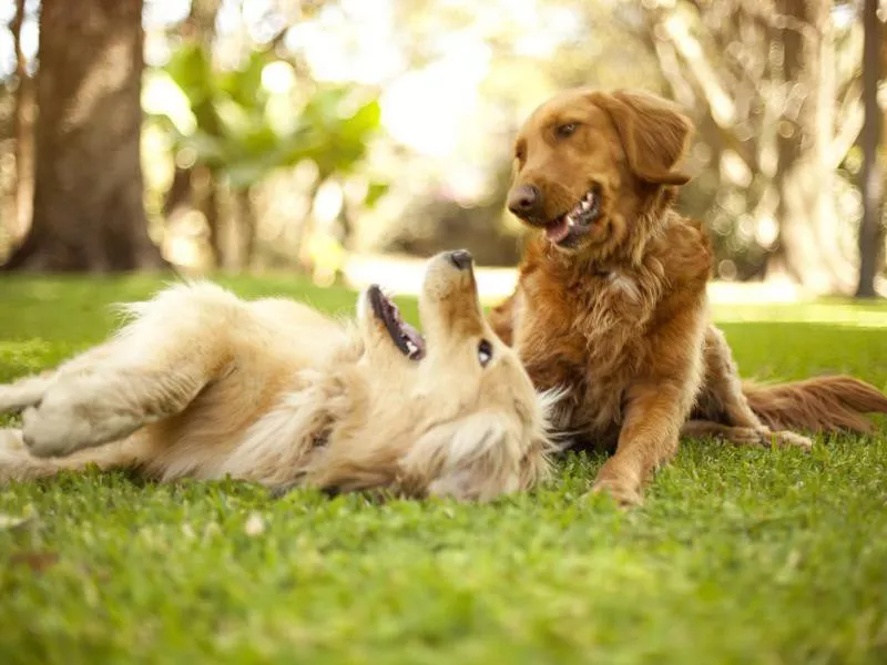 Dogs playing