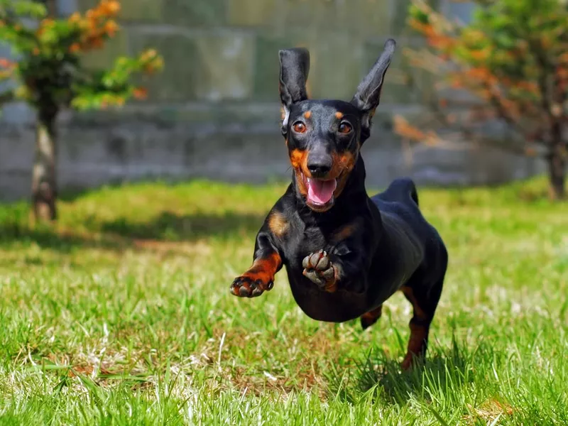 happy dog German haired dwarf Dachshund playing in the back