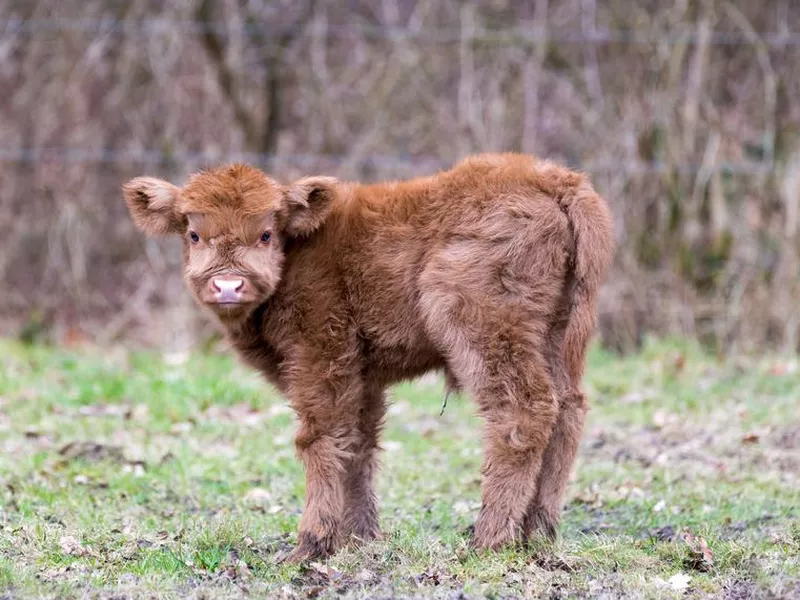 Brown Scottish Highlander Calf