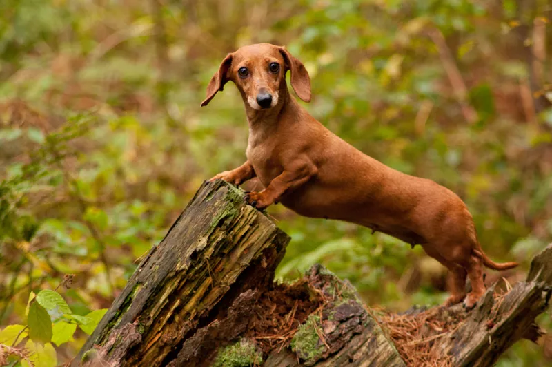 Miniature dachshund dog