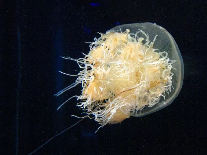 Nomura's Jellyfish