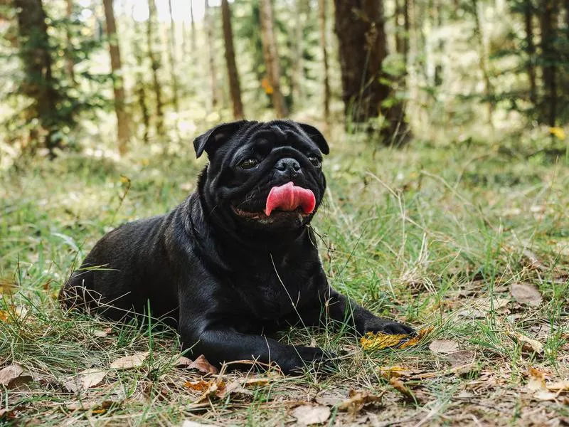 Pug