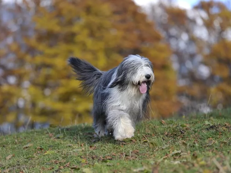 Bearded Collie