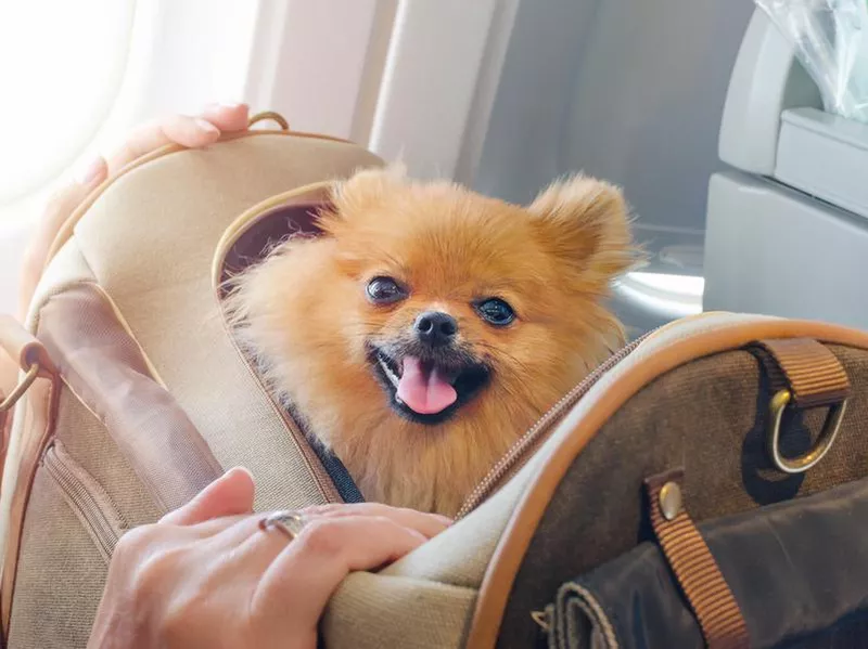 A small dog in a travel carrier