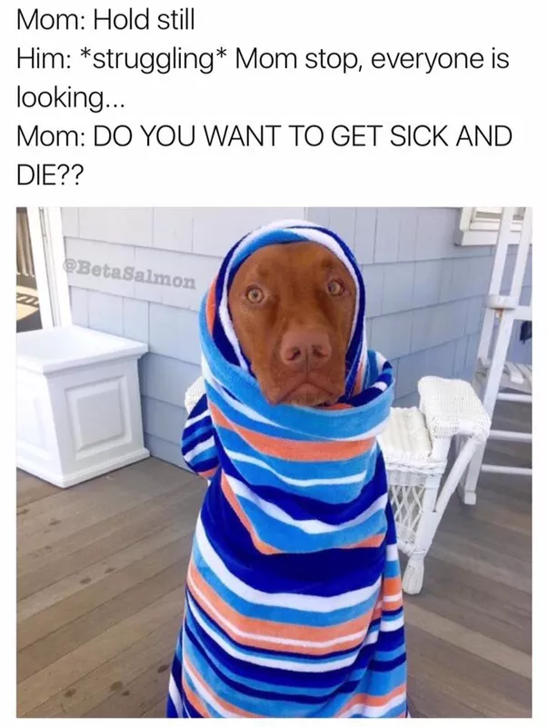 Dog in towel