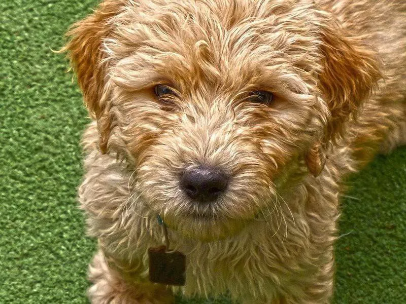 Goldendoodle