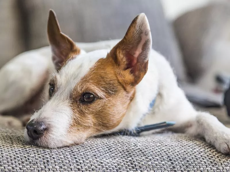 Parson Russell Terrier