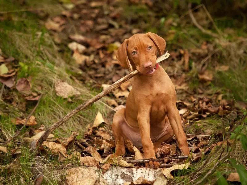 vizsla