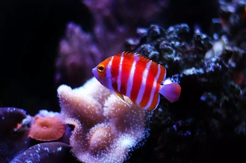 Peppermint Angelfish