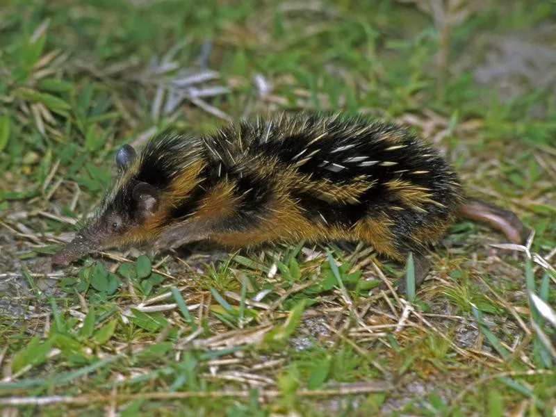 Lowland Streaked Tenrec