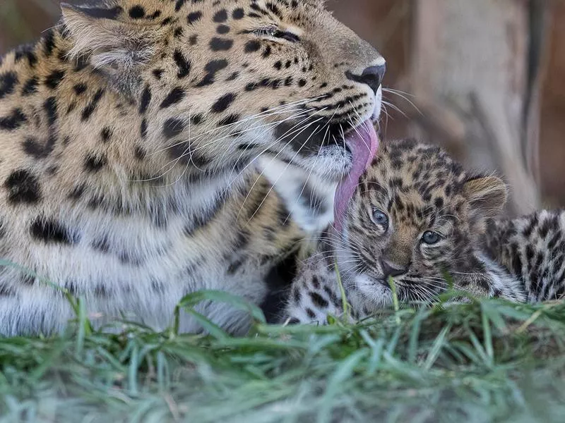 San Diego Zoo