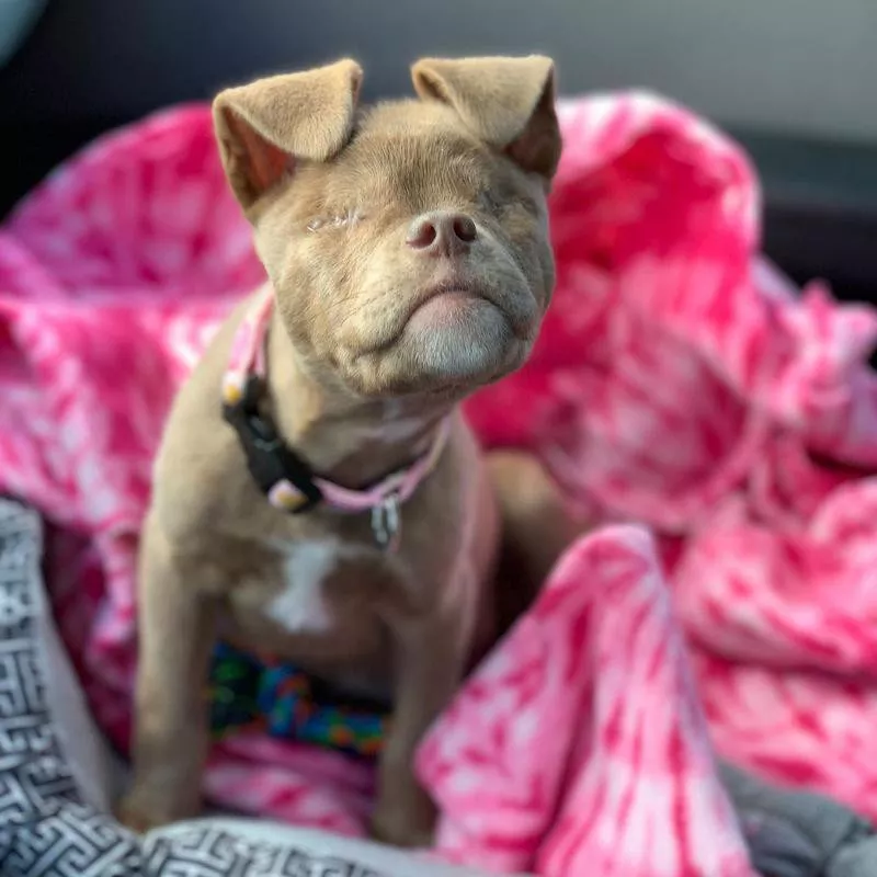 blind puppy in bed