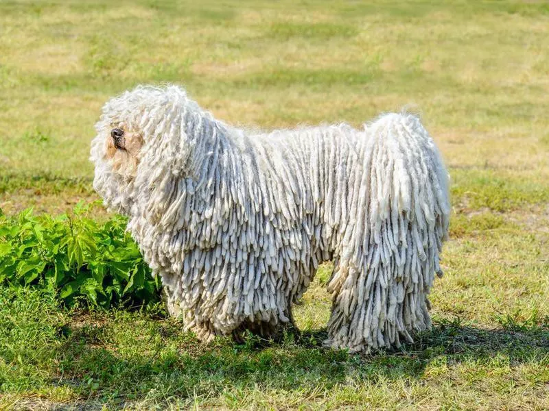 Komondor