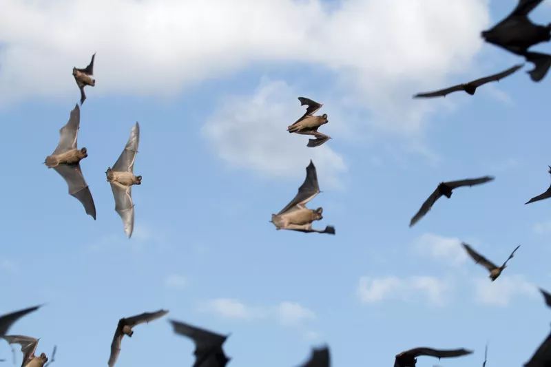 Mexican Free-Tailed Bat