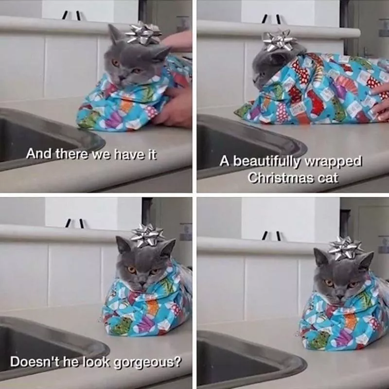 The Christmas cat