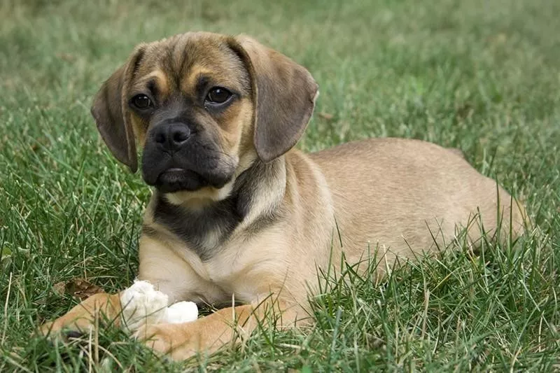 Puggle