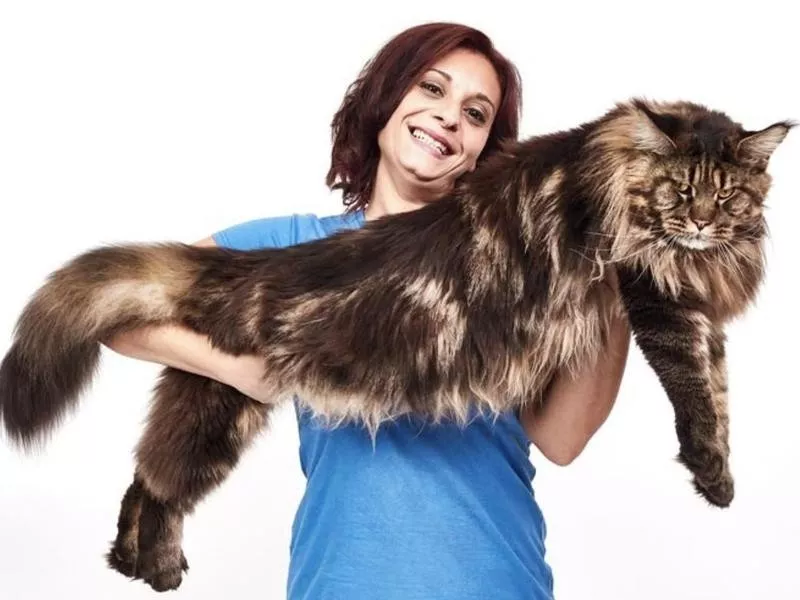 longest cat