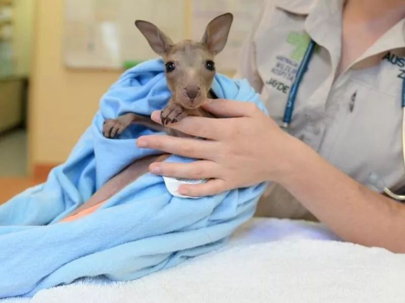 Australia Zoo Wildlife Hospital