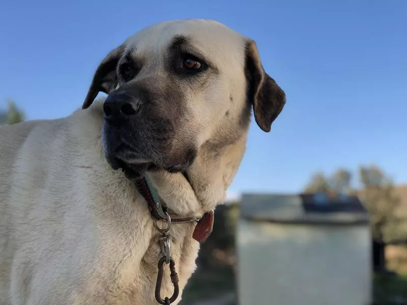 Anatolian Shepherd Overview