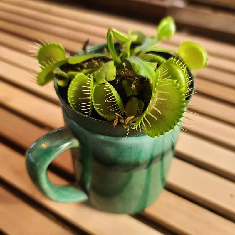 Venus Flytrap